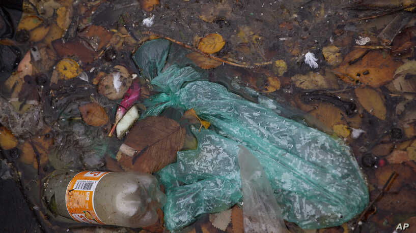 德国科学家确定了新的可食性细菌菌株 ,stylechina.com