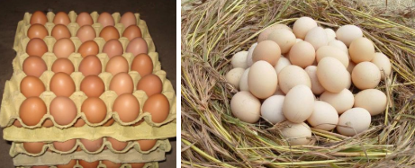 5月鸡蛋供应充足 消费端缺乏有利刺激 ,stylechina.com