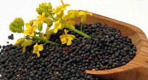 战略谷物公司：2020/21年度欧盟油菜籽产量预计为1702万吨 ,stylechina.com