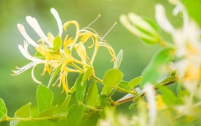 新野县上庄乡 金银花喜迎采摘季,慈利县江垭镇四坡村:金银花“跑”出产业扶贫加速度 ,stylechina.com