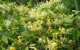 决战决胜脱贫攻坚 金银花香溢四坡，河北省邢台市巨鹿县金银花产新 行情有所回落 ,stylechina.com