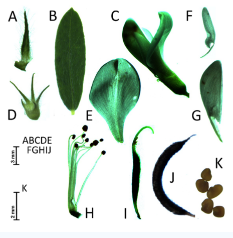 亟待保护研究!中国科学家发现黄芪属濒危新种,玉林市场当归货源小批量走动行情走平 ,stylechina.com