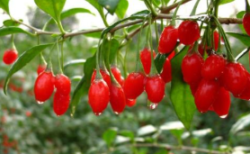 中宁多项奖励政策推进枸杞产业高质量发展,民乐新科技 助力中药材种植节本增效 ,stylechina.com