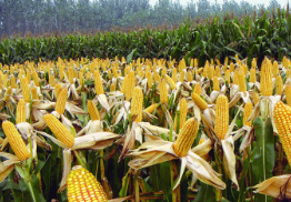 拍卖即将落地 玉米或迎拐点，陵川连翘和党参获国家地理标志商标 ,stylechina.com