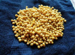 CBOT大豆连跌第三日受美国作物大丰收前景拖累：芝加哥期货交易所((BOT)大豆期货周四连续第三个交易日收低 ,stylechina.com