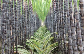 由于产糖量过剩和市场需求下降，印度国内糖价下跌，印度政府要求糖厂将过剩甘蔗和食糖用来生产乙醇 ,stylechina.com