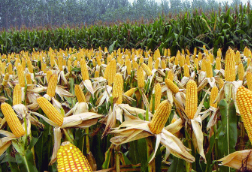 5月14日美国玉米现货价格下跌，2020年巴西玉米产量预期增至1.023亿吨 ,stylechina.com