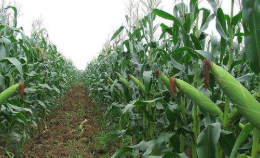 截至5月7日美国玉米周度出口销售及装船报告，USDA 5月7日当周美豆出口销售报告 ,stylechina.com