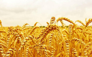 5月14日美国小麦现货市场收盘互有涨跌，截至5月7日当周美国小麦周度出口销售及装船报告 ,stylechina.com