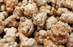 云南省文山市近期三七行情交易平淡 供应充分 ,stylechina.com