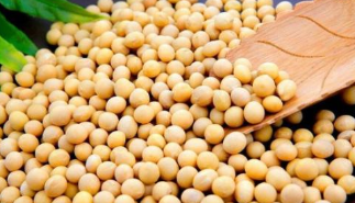 CBOT大豆期货收跌 因产量前景改善，马来西亚4月毛棕榈油产量达到1652771吨 ,stylechina.com