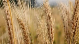 法国农业部上调非欧盟小麦出口预估至1330万吨 ,stylechina.com