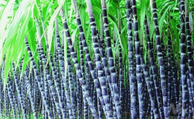 美国2020/21榨季食糖产量预估增至817万吨 ,stylechina.com