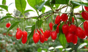 青海枸杞产业扩大出口路径研究《青海枸杞产业扩大出口路径研究》 ,stylechina.com