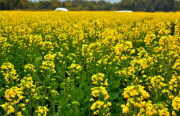 湖北沙洋油菜丰产促增收 高油酸油菜新增6万亩：沙洋县曾集镇金鸡村菜籽飘香，收割机正在地里作业 ,stylechina.com