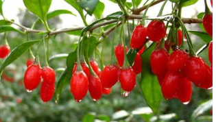 河南杞县金银花开金灿灿：我种植了7亩地的金银花，由于是第一年种植，尽管种苗、施肥的技术全部由杞县圣灌金银花种植合作社免费提供 ,stylechina.com