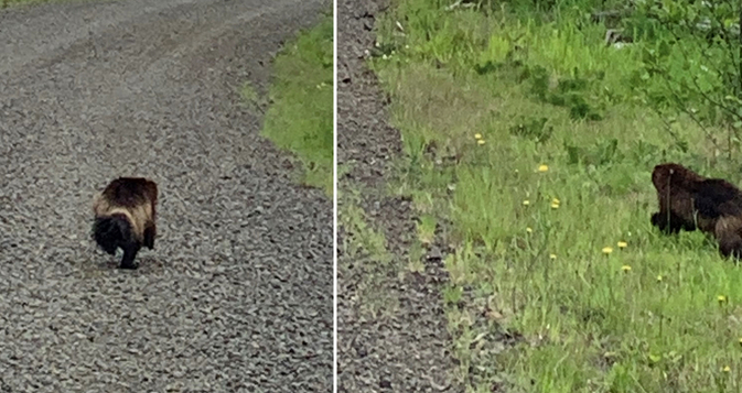 当一个女人说她在华盛顿州的一个海滩上看到金刚狼时，一位野生动物官员不相信她 ,stylechina.com