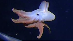 世界上最深的章鱼，配有小飞象耳朵，被捕获在距水面以下4英里的胶片中 ,stylechina.com