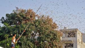 印度正在使用无人机和消防车来对抗近30年来最严重的蝗虫入侵 ,stylechina.com