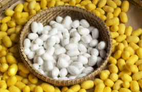 7月1日印度茧丝市场价格行情，进口纱 报价与ICE背离 贸易商有抛货现象 中网时尚,stylechina.com