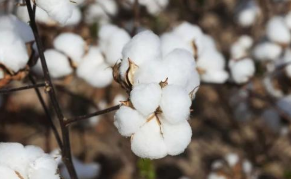 巴基斯坦 新棉逐渐上市 棉花销售增加，印度 低价刺激棉花出口，美棉出口周报 签约量平平 装运量减少 中网时尚,stylechina.com