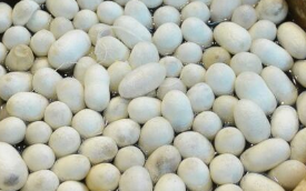 广西鲜茧持续上市 宜州收购价格在28-30元/公斤左右，国家统计局数据：6月中旬棉价上涨0.6% 中网时尚,stylechina.com