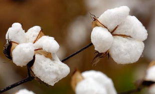 非美棉供应巨大 棉价会跌吗？中美关系紧张 美棉出口重要性凸显 中网时尚,stylechina.com