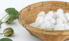 巴基斯坦植棉面积同比减少1.3% 印度机构 USDA数据别有用心 蓄意打压印度棉价 中网时尚,stylechina.com