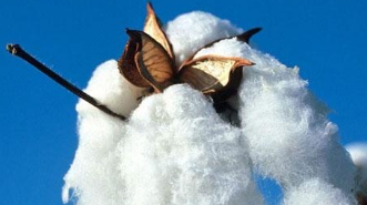 2020年6月我国纺织品服装出口额环比下降1.77%  印度棉花种植面积同比增长35%（截至7月上旬） 中网时尚,stylechina.com