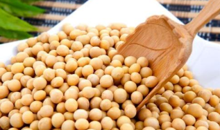 棉副行情 美豆价格看涨 提振棉副行情  四川省部分地区夏茧陆续上市 收购价格每公斤28元上下 中网时尚,stylechina.com