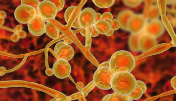 Amplyx Pharmaceuticals的Fosmanogepix在Candida II期研究中大获成功 中网时尚,stylechina.com