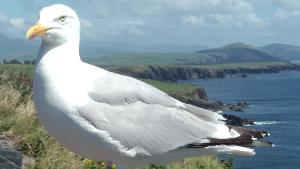 试图拯救海鸟的科学家说，海鸟便便价值数百万美元 中网时尚,stylechina.com