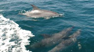 燃烧化石燃料产生的有毒化学物质会毒害东海岸的海豚和鲸鱼 中网时尚,stylechina.com