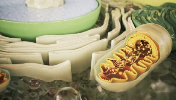 恢复细胞停电：一种治疗线粒体疾病的新药 中网时尚,stylechina.com