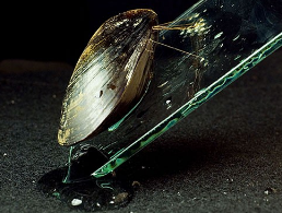 这些胶粘剂结构富含铁，被认为有助于使附件牢固而柔韧：海水中铁含量的降低使贻贝失去了抓地力 中网时尚,stylechina.com