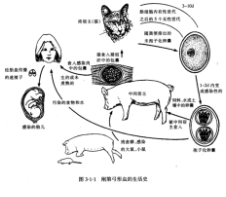 弓形虫寄生虫如何如此迅速地滑行，将极性粘附力与牵引力，弹簧力和扭矩力耦合在一起，可以使原生动物寄生虫弓形虫高速螺旋迁移   中网时尚,stylechina.com
