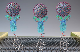 使用基于场效应晶体管的生物传感器快速检测鼻咽拭子样本中的COVID-19致病病毒（SARS-CoV-2） 中网时尚,stylechina.com