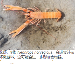 底层甲壳类动物的消化可以调节深海中微塑料的环境命运 中网时尚,stylechina.com