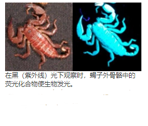 一种来自蝎子Liocheles australasiae的虫体的荧光化合物  中网时尚,stylechina.com