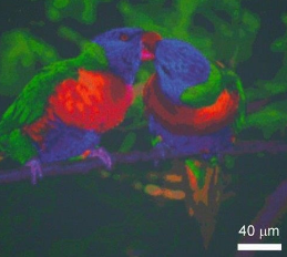 等离子喷涂机的连续红色–绿色–蓝色调色板的颜色混合方法  中网时尚,stylechina.com