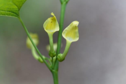 从塞尔维亚收集的地下水中马兜铃酸的发生和环境稳定性：与人类接触和巴尔干地方性肾病的联系 中网时尚,stylechina.com