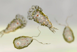 芳基喹唑啉酮衍生物作为新型抗脑动虫的治疗药物  中网时尚,stylechina.com