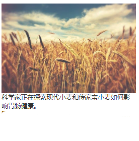 现代小麦和传家宝在胃肠道健康指标上的比较研究 中网时尚,stylechina.com