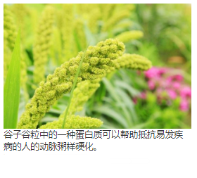 谷尾麸皮过氧化物酶的处理通过抑制体内和体外的CD36和STAT3来减轻动脉粥样硬化 中网时尚,stylechina.com