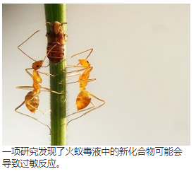 进口火蚁毒液中的吡啶生物碱 中网时尚,stylechina.com