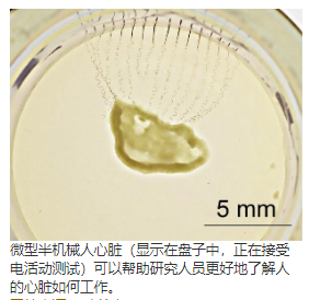 电子人的类器官：通过器官发生为整个组织的电生理学植入纳米电子学 中网时尚,stylechina.com