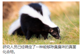 稳定的除臭方法,以抵消臭鼬喷雾中遇到的恶臭有机硫代谢产物 中网时尚,stylechina.com