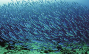 钓鱼的紧急行为理论：研究人员使用信息论定量了小型鱼群的集体行动 中网时尚,stylechina.com