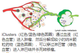 增强的原发性肿瘤渗透性有助于在全身注射后抑制肿瘤转移，从而将纳米颗粒排入淋巴结 中网时尚,stylechina.com