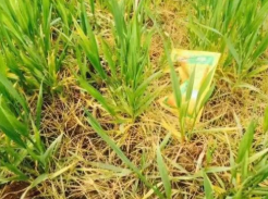 杂草之王帕拉姆a菜（Palmer amaranth）破坏了新型除草剂 中网时尚,stylechina.com